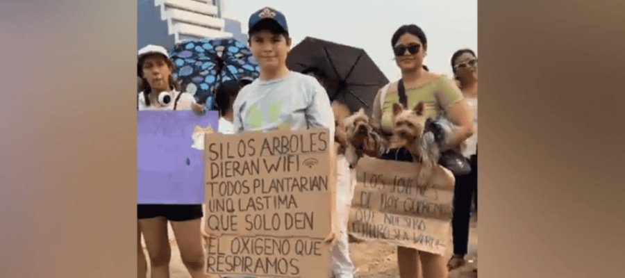 En Villahermosa, ambientalistas piden un alto a la tala de árboles