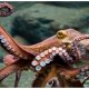 En riesgo supervivencia del pulpo maya por cambio climático