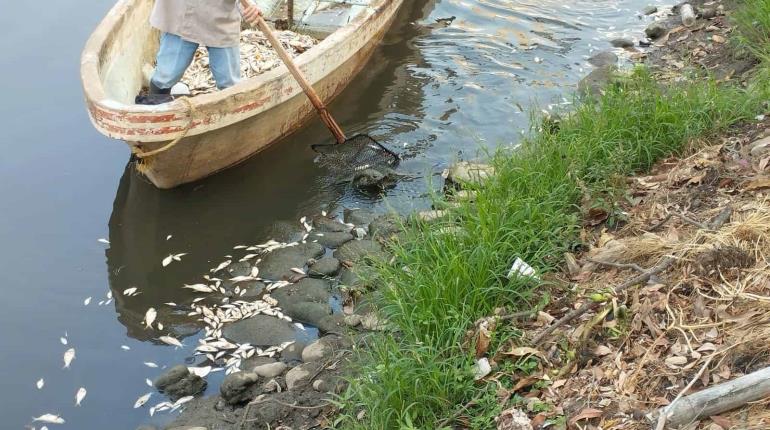 Se registra nueva mortandad de peces en Vaso Cencali