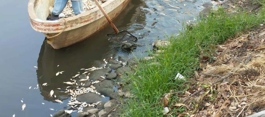 Se registra nueva mortandad de peces en Vaso Cencali