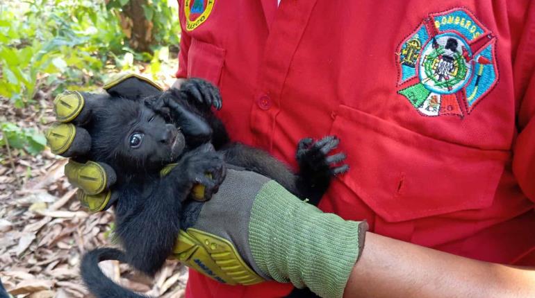 Mortandad de monos en Tabasco ocurriría de nuevo en 2025