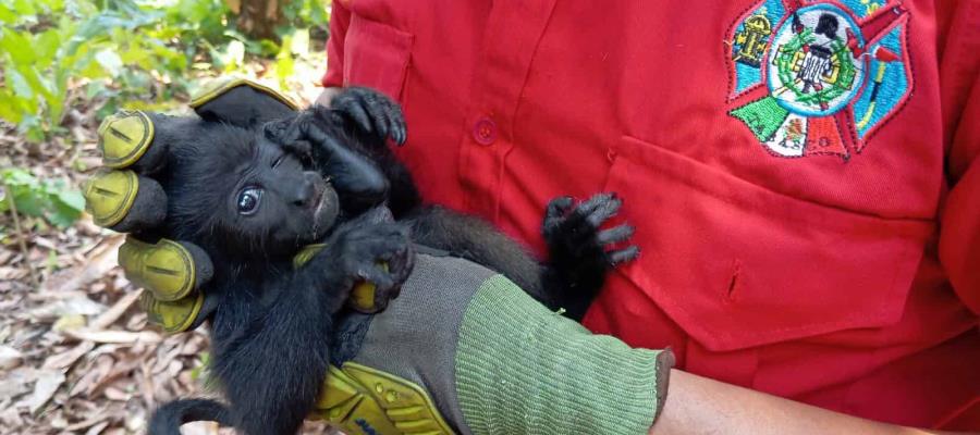 Mortandad de monos en Tabasco ocurriría de nuevo en 2025