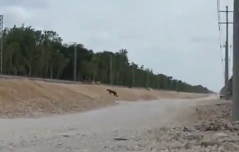 Captan a puma cruzando por las vías del Tren Maya en QR