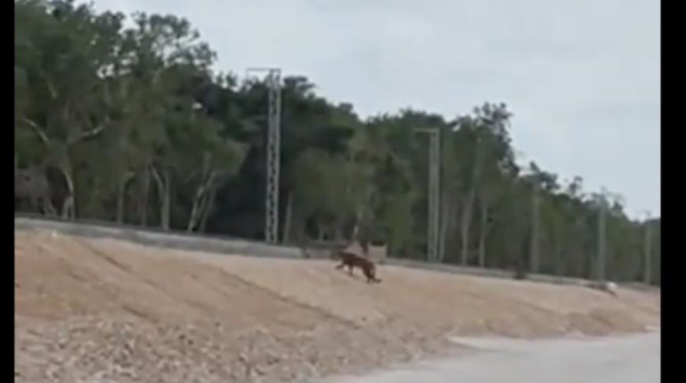 Captan a puma cruzando por las vías del Tren Maya en Quintana Roo