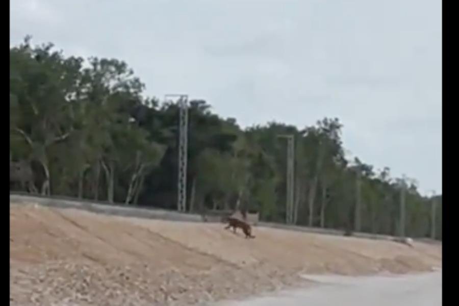 Captan a puma cruzando por las vías del Tren Maya en Quintana Roo