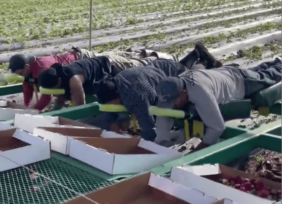 Se viraliza máquina para que trabajadores recojan fruta acostados