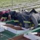 Se viraliza video de máquina para que trabajadores recogen fruta acostados