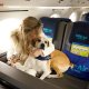 Aerolínea implementa vuelos exclusivos para perritos