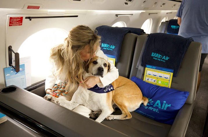 Aerolínea implementa vuelos exclusivos para perritos