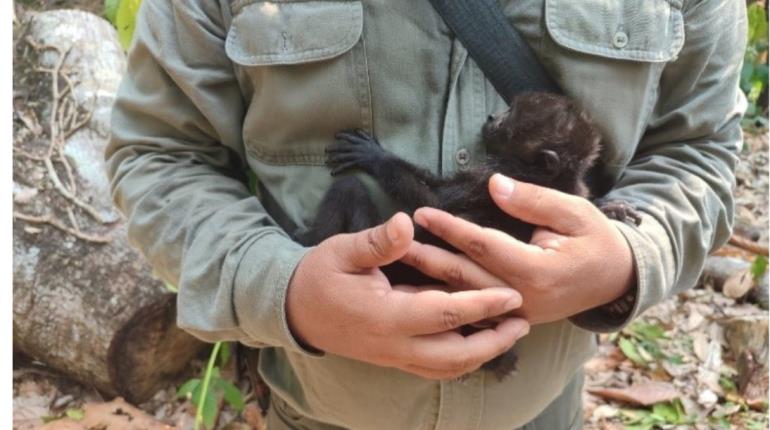 Suman 217 monos muertos en el sureste del país: Semarnat