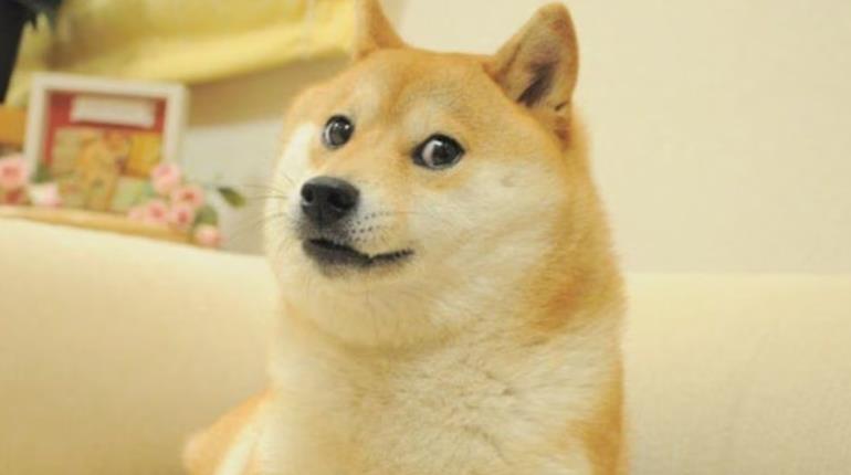 Muere Kabosu la perrita de los memes "doge"