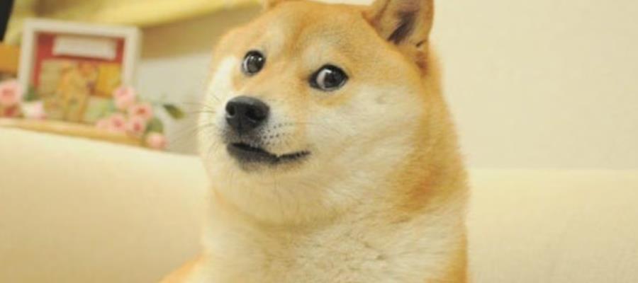 Muere Kabosu la perrita de los memes "doge"