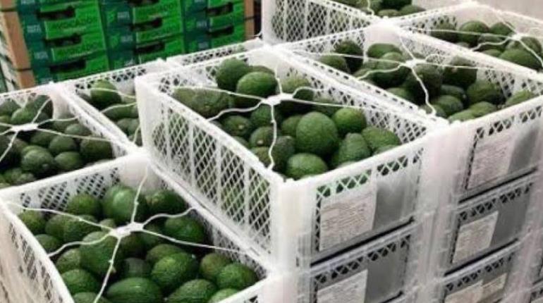 Confía AMLO que se resolverá situación de exportación del aguacate a EEUU