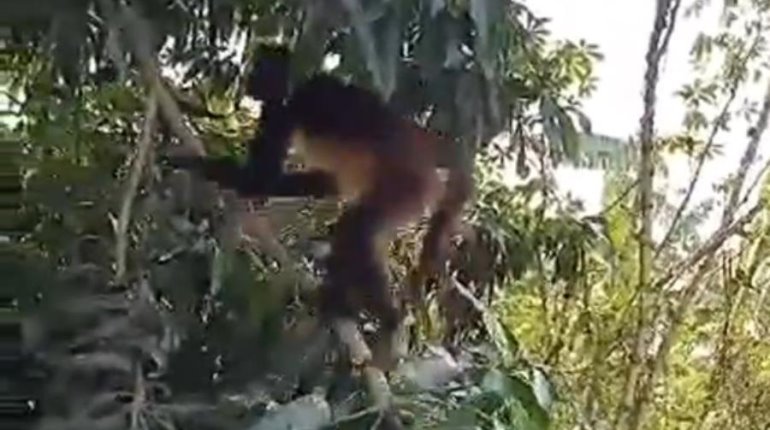 Avistan mono araña en rancho de Teapa; lugareños llaman a autoridades para su rescate