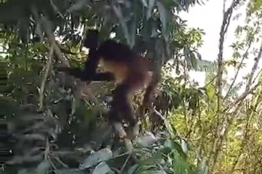 Avistan mono araña en rancho de Teapa; lugareños llaman a autoridades para su rescate