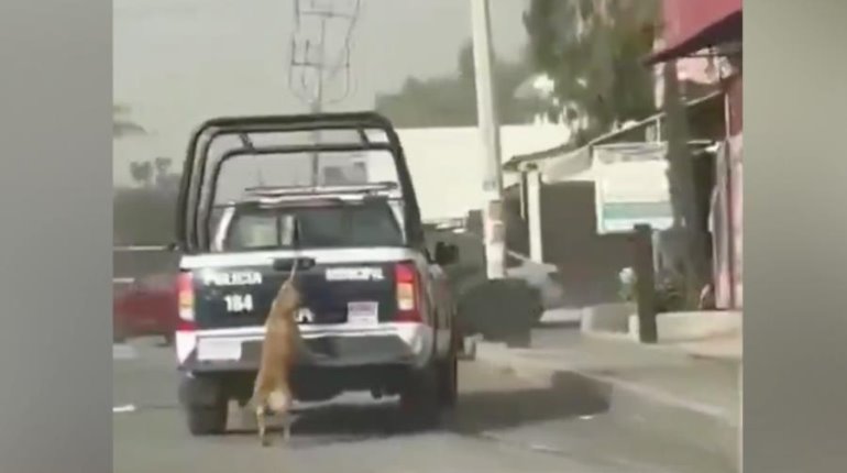 Indigna en redes perrita arrastrada por patrulla en Hidalgo