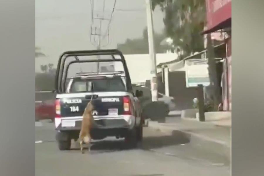 Indigna en redes perrita arrastrada por patrulla en Hidalgo