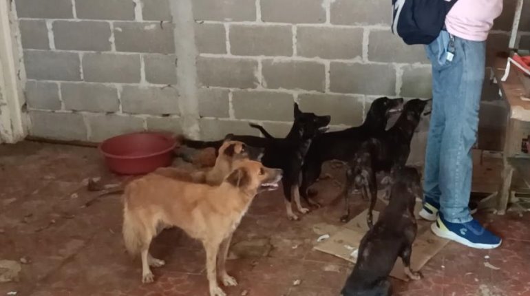 Perros abandonados entre heces y calor en Villahermosa, falleció su dueño