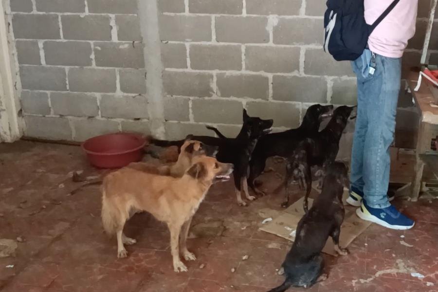 Perros abandonados entre heces y calor en Villahermosa, falleció su dueño