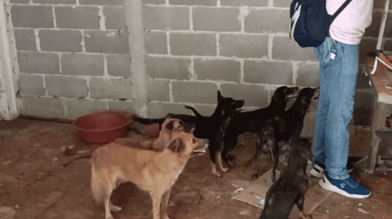 Rescatan a 9 perritos abandonados en domicilio de la avenida Méndez; 3 fallecieron