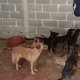 Rescatan a 9 perritos abandonados en domicilio de la avenida Méndez; 3 fallecieron