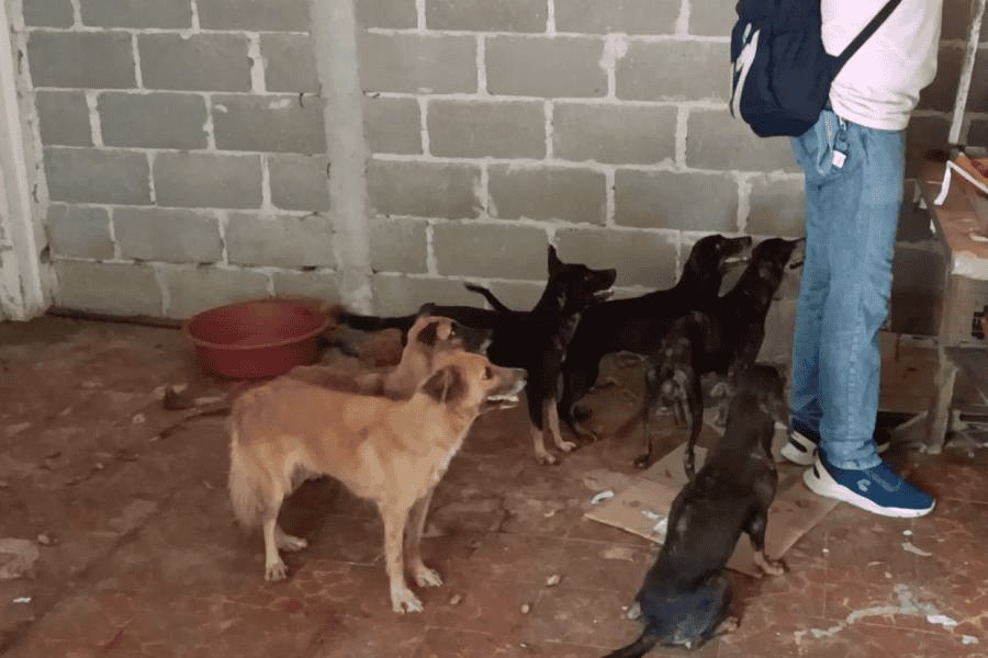 Rescatan a 9 perritos abandonados en domicilio de la avenida Méndez; 3 fallecieron