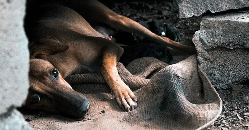 6 años de prisión por maltrato y abandono de animales, propone PRD