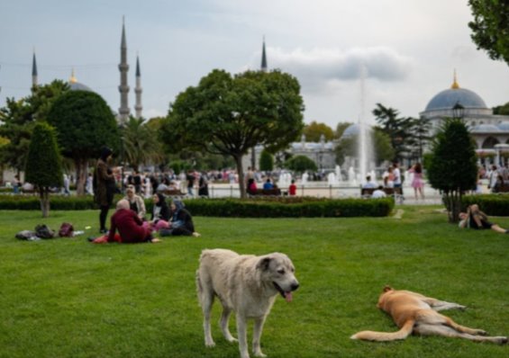 Proponen en Turquía eutanasia para perros callejeros que no sean adoptados