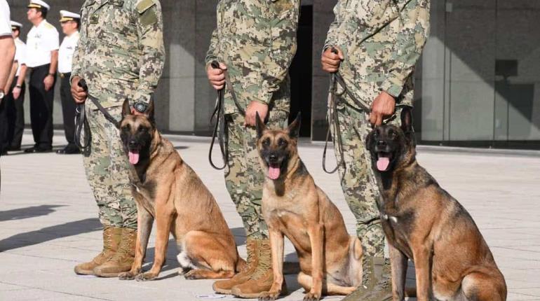 Reconoce Semar labor de sus elementos caninos Eden, Enry y Eska, durante ceremonia de jubilación