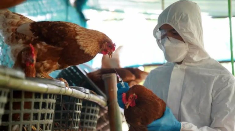 Consumo de pollo y huevo es seguro: Sader