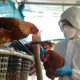 Salud federal desmiente a OMS, rechaza muerte por gripe aviar en México