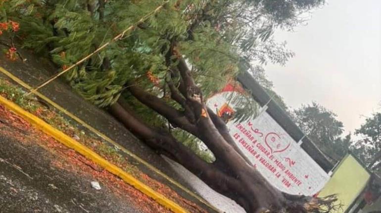 Fuerte ventarrón y lluvias en Tuxtla Gutiérrez provocan caída de árboles