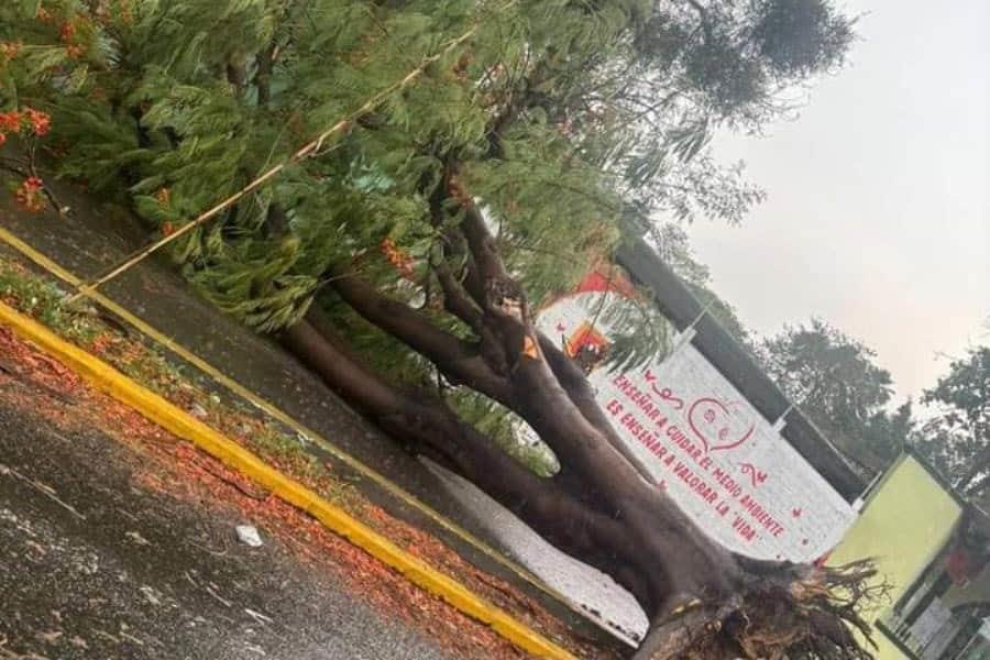 Fuerte ventarrón y lluvias en Tuxtla Gutiérrez provocan caída de árboles