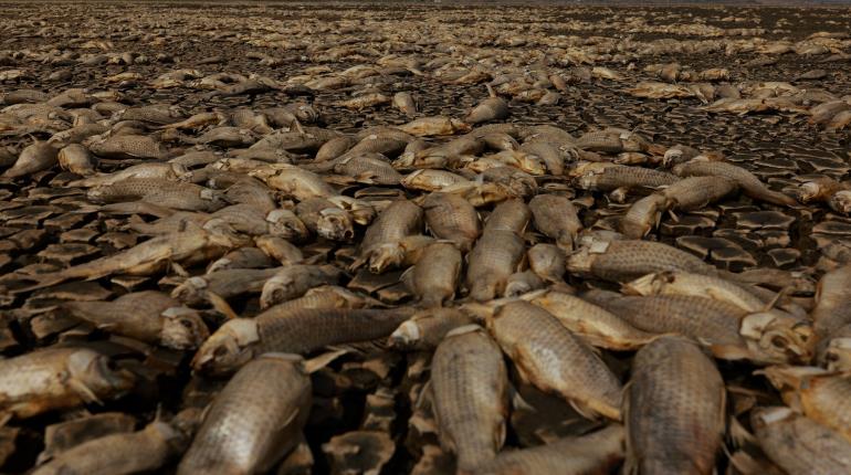 Se registra mortandad de miles de peces en Chihuahua