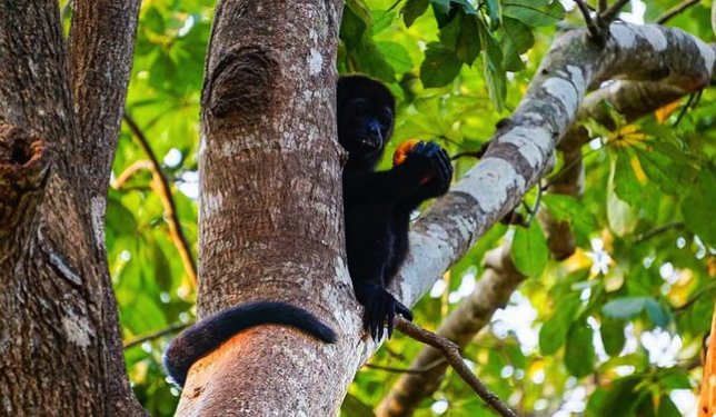 Mueren otros 3 monos en Veracruz; suman 220