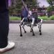 Robot de seis patas podría ayudar a que personas con discapacidad visual accedan a un perro de servicio en China