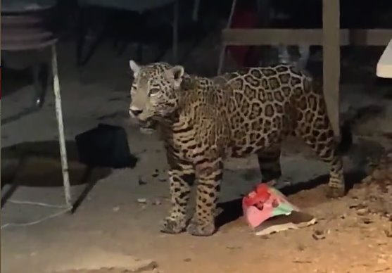 Graban jaguar merodeando en patio de casa en Cancún