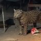 Graban jaguar merodeando en patio de casa en Cancún