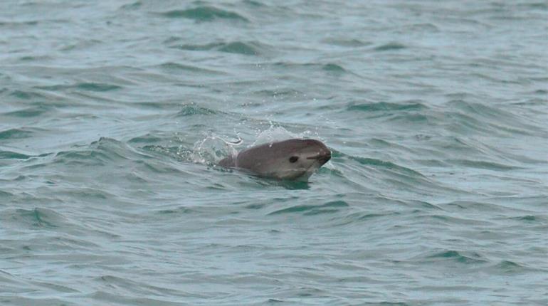 Avistan 9 vaquitas marinas en México; cifra desciende