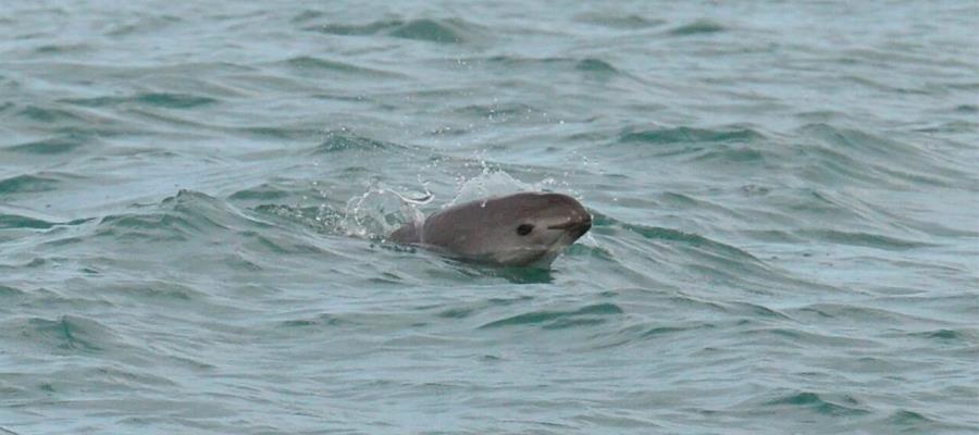 Avistan 9 vaquitas marinas en México; cifra desciende