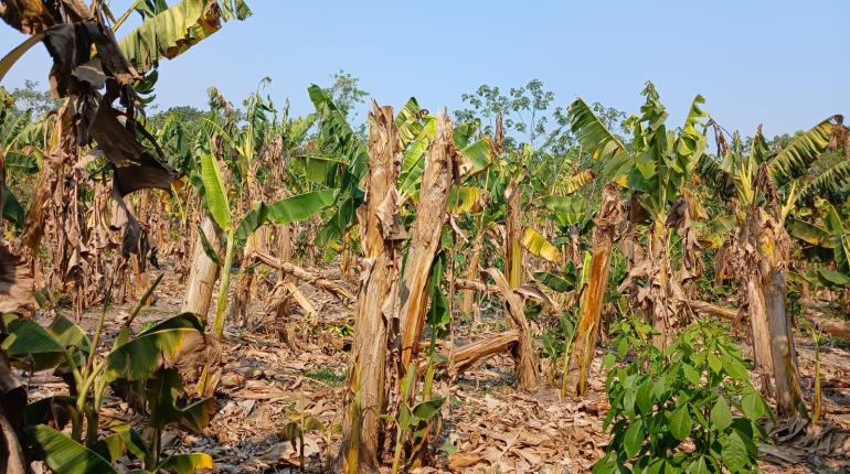 Oleada de calor y sequía prolongada acaban con más de 700 hectáreas de cultivo de plátano en Cucuyulapa