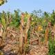 Oleada de calor y sequía prolongada acaban con más de 700 hectáreas de cultivo de plátano en Cucuyulapa