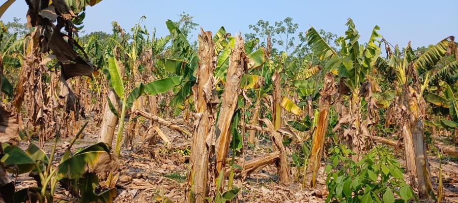 Oleada de calor y sequía prolongada acaban con más de 700 hectáreas de cultivo de plátano en Cucuyulapa