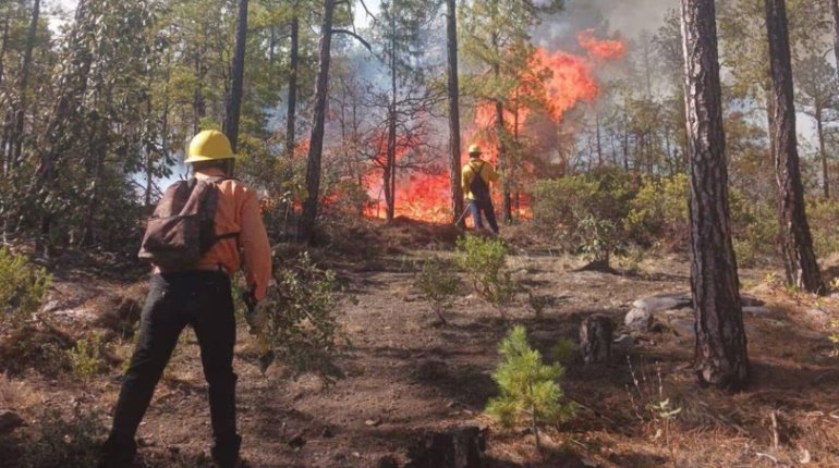 Incendios forestales han afectado 68 mil hectáreas de terreno en Chihuahua este 2024