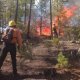 Incendios forestales han afectado 68 mil hectáreas de terreno en Chihuahua este 2024