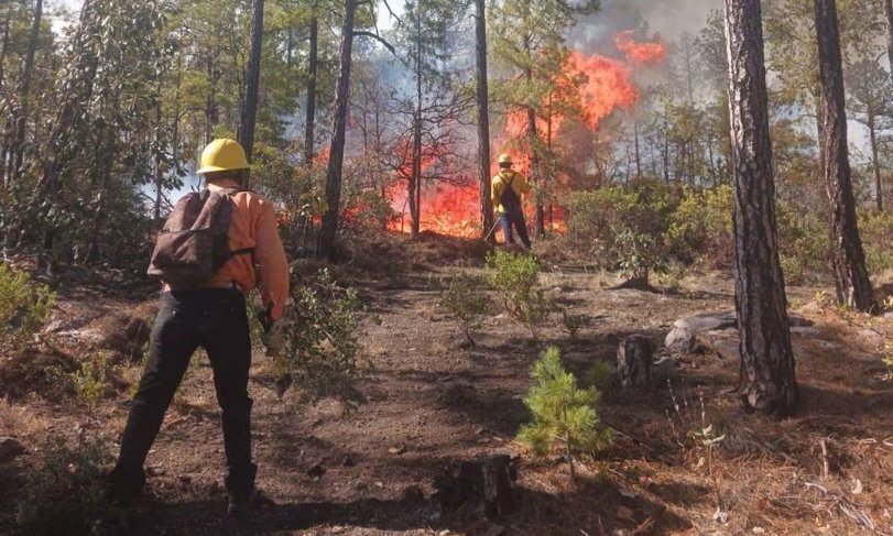 Incendios forestales han afectado 68 mil hectáreas de terreno en Chihuahua este 2024