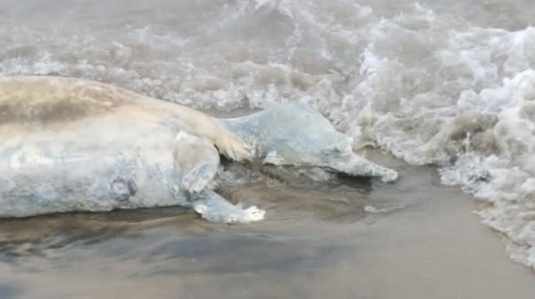 Encuentran a delfín en estado de descomposición en playa de Paraíso