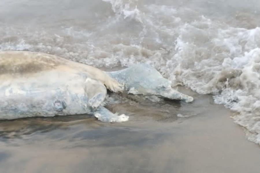 Encuentran a delfín en estado de descomposición en playa de Paraíso