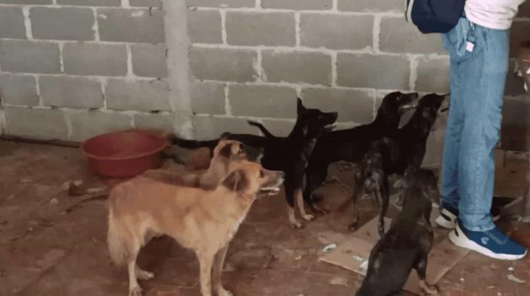 4 de los perritos rescatados en vivienda de Centro listos para ser adoptados: Caninos 911 