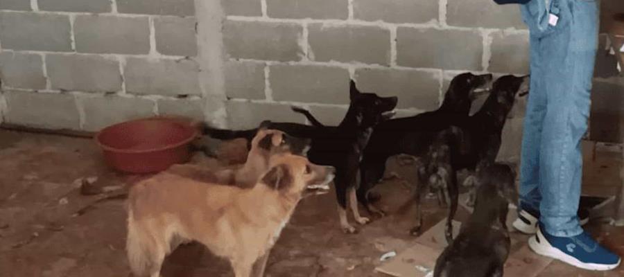 4 de los perritos rescatados en vivienda de Centro listos para ser adoptados: Caninos 911 